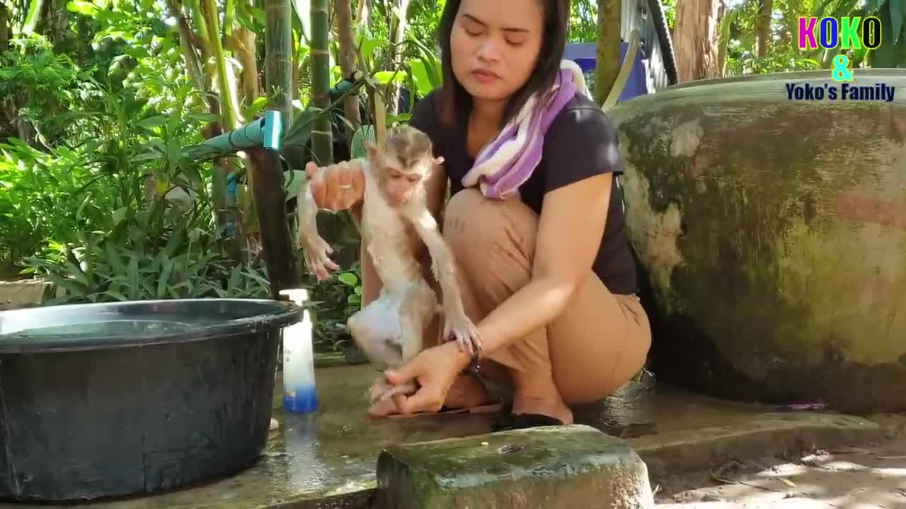 Monkey baby fun with friends puppies