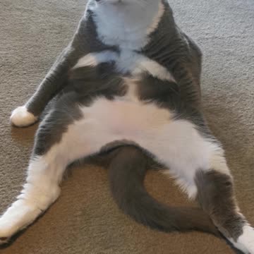 Hilarious cat folds herself in half to clean belly