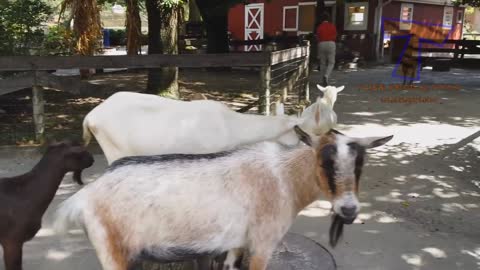 HILARIOUS -KIDS vs. ANIMALS at ZOOS HILARIOUS