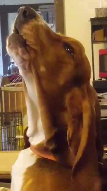 Boomer the Basset hound.dog