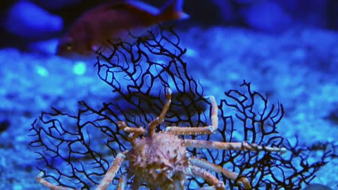 King Crab at aquarium under ocean dark blue bottom Stock video