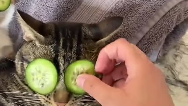 Spoiled Cats Enjoy a Spa Day with Dad