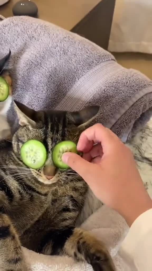 Spoiled Cats Enjoy A Spa Day With Dad