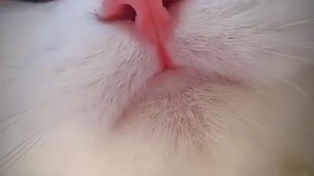 Which Meow Do You Like Best