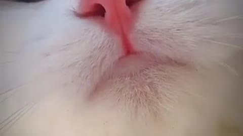 Which Meow Do You Like Best