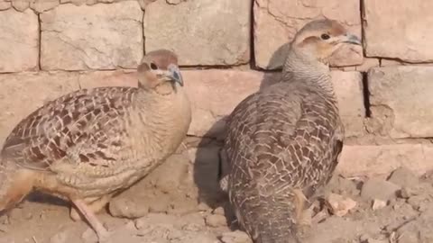 francolin voice,partridge bird speeking