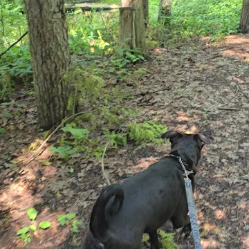 Relaxing Morning Walk