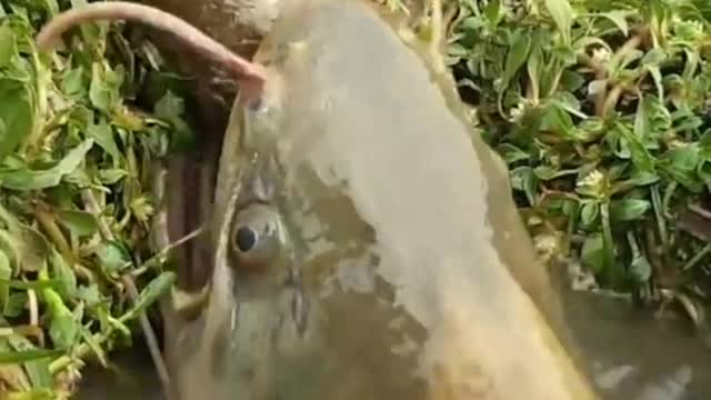 small fish vs big fish