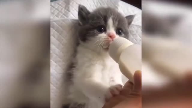 Baby Cats Video - Funny and Cute Cat Videos 2020 Compilation #5 FOND OF ANiMALS