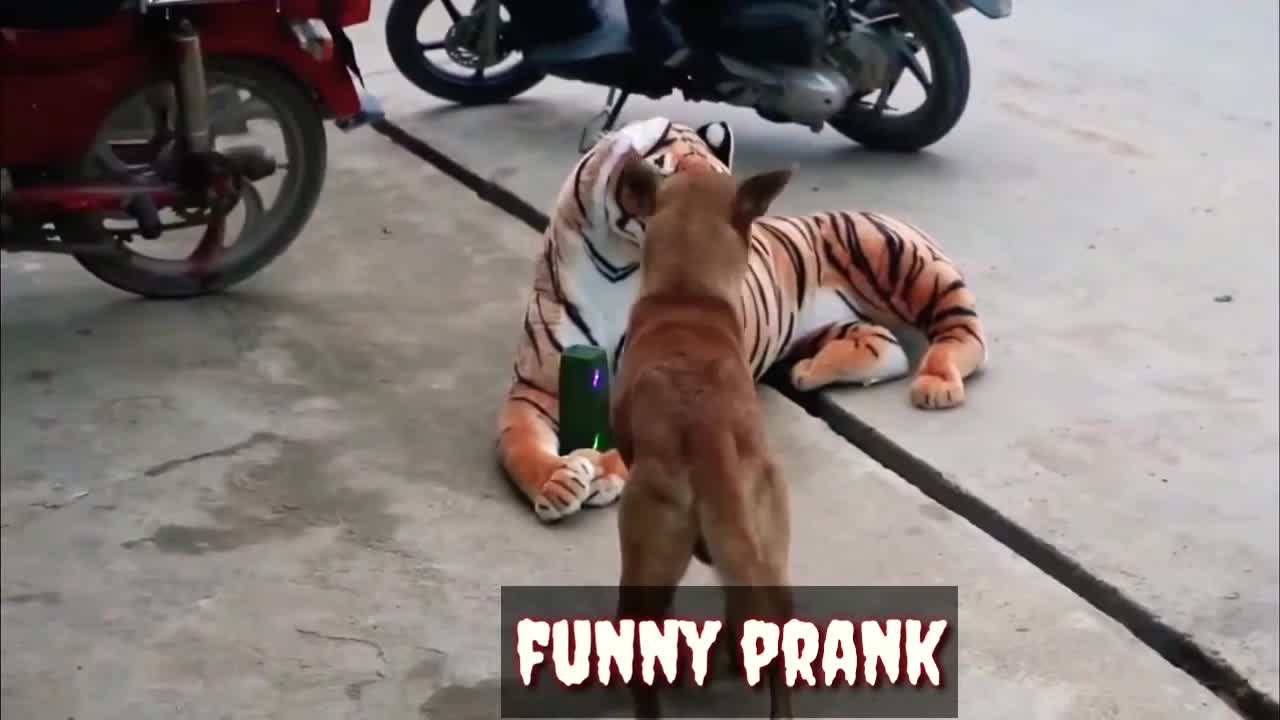 REAL ANIMAL PRANK VIDEOS FUNNY