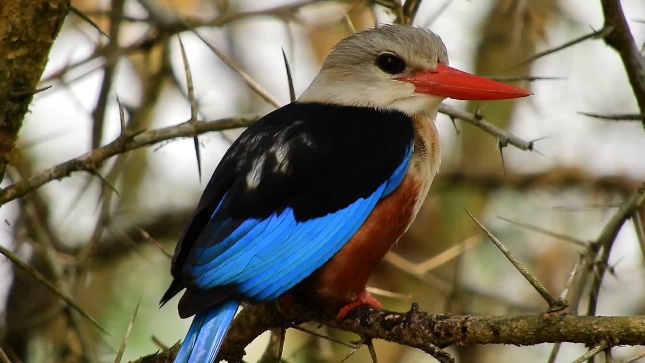 Grey-Headed Kingfisher Displaying Its Vibrant Colors