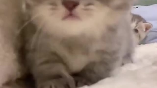 little baby cat