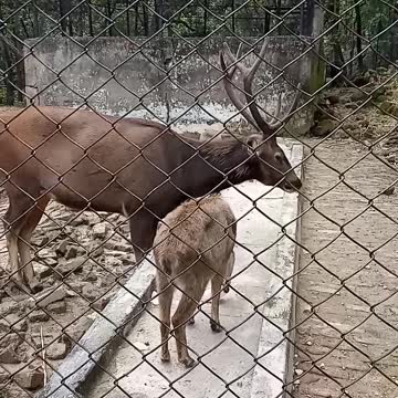 Reindeer watched in Deerpark, Dehradun
