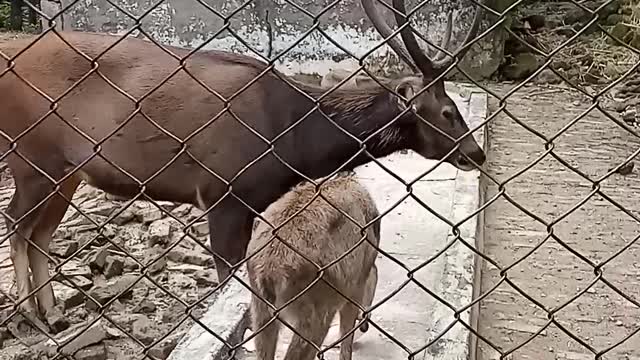 Reindeer watched in Deerpark, Dehradun