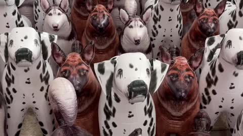 Is this a group of dogs or what will you definitely be deceived if you see the video