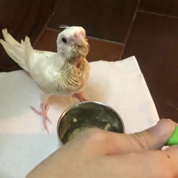 Minibuger cockatiel 6