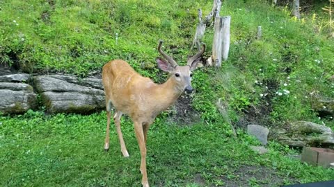 2 Year Old Buck Comes for a Visit