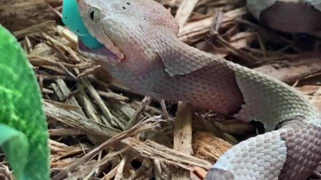 Common taipan snake 🐍