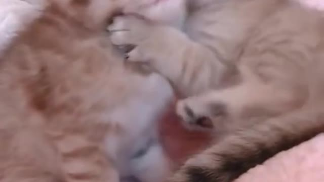 Baby Cats - Cute and Funny Baby Cat Videos Compilation