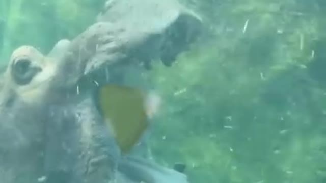 Hippos can open their mouths 150 degrees!