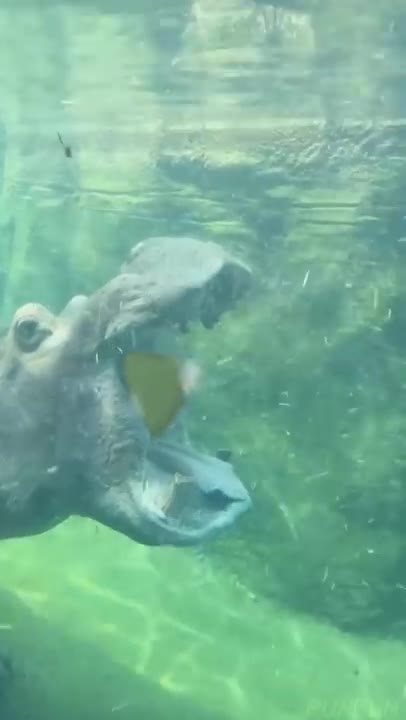 Hippos can open their mouths 150 degrees!