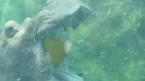 Hippos can open their mouths 150 degrees!