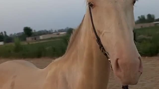 Horses video-funny big horses video