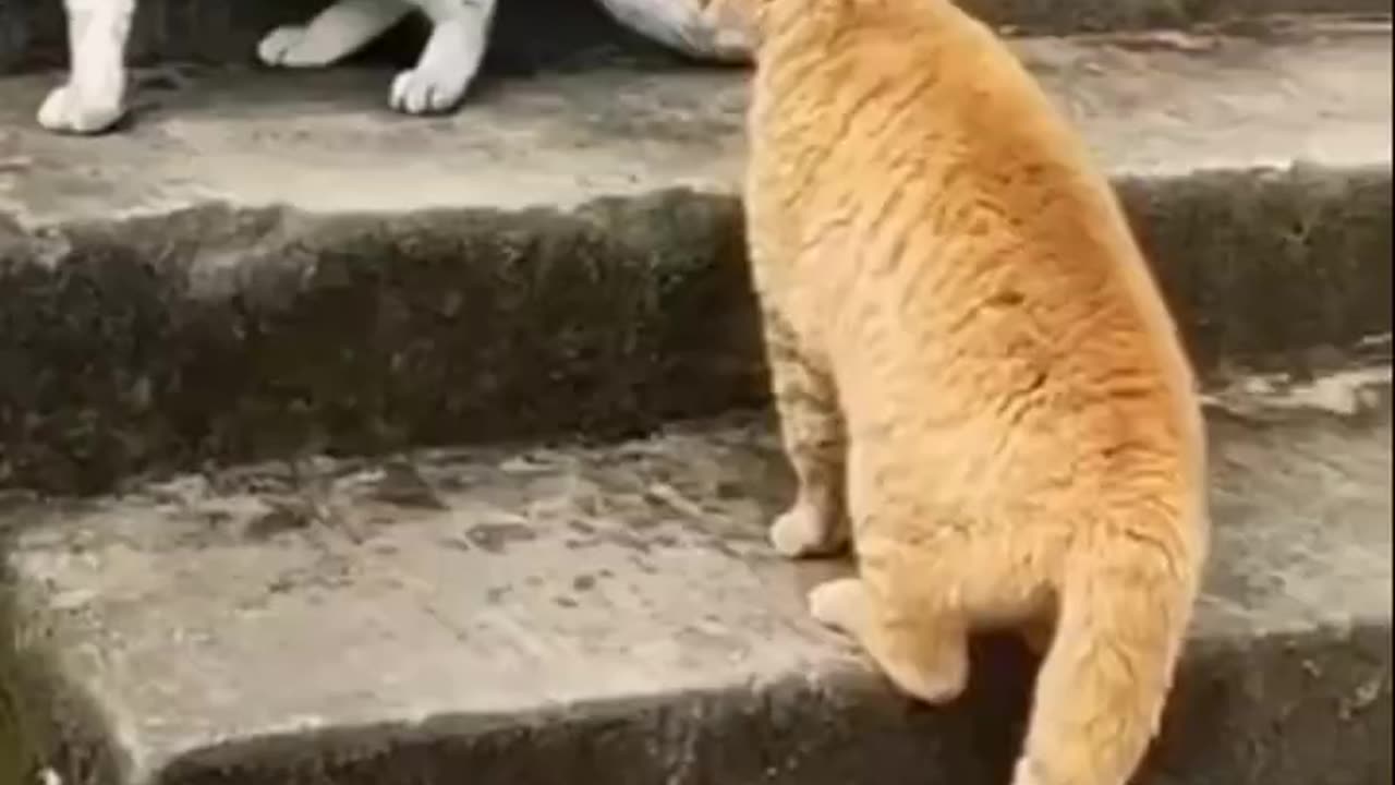 Street Cat videos Cat fight Cute Cats fight with sounds