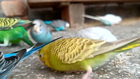 Budgies Parrot Eting* Budgies Bird* Budgies Parrot Baby