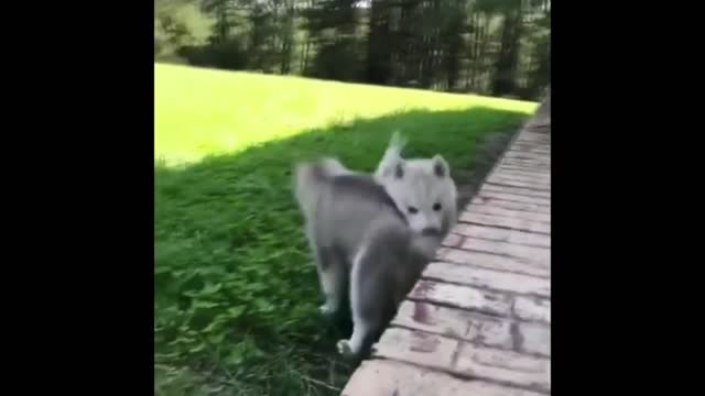 Siberian husky cutie puppy fell down