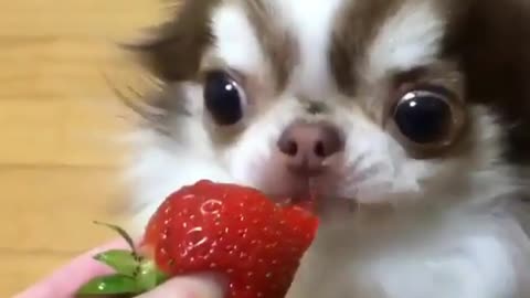 This puppy loves fruit very much