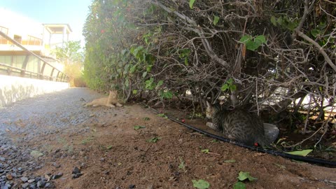 Homeless cats in UAE, Ras Al Khaimah: ED SHEERAN & MICHAEL JACKSON #cats #MichaelJackson #EdSheeran