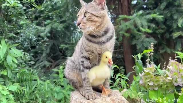 cat protecting chicken