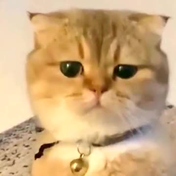 🐱:Do you want me to eat it or not 🥺🥺🥺