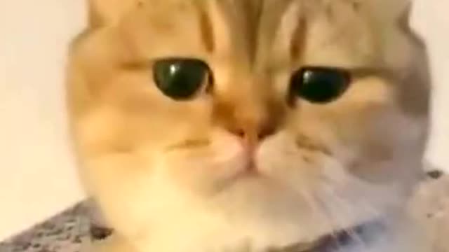 🐱:Do you want me to eat it or not 🥺🥺🥺