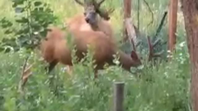Sister's deer in McCall