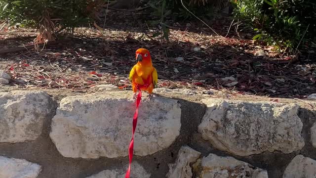 Outdoor parrot recall training