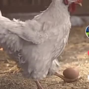 Super skillful chicken