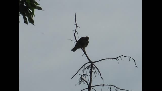 Video From Around The Farm! 7/16/22