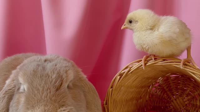 cute and adorable bunny being accompanied by cute chicks