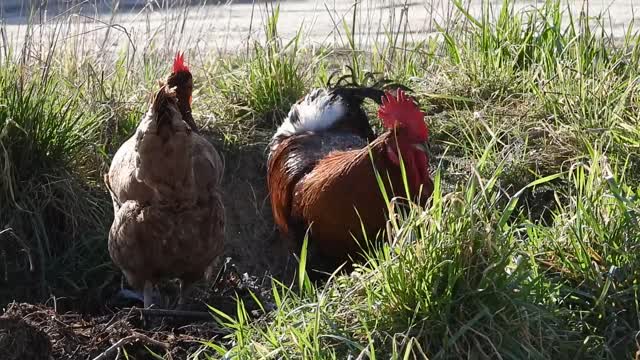 Watch a great video of a rooster and a group of chickens