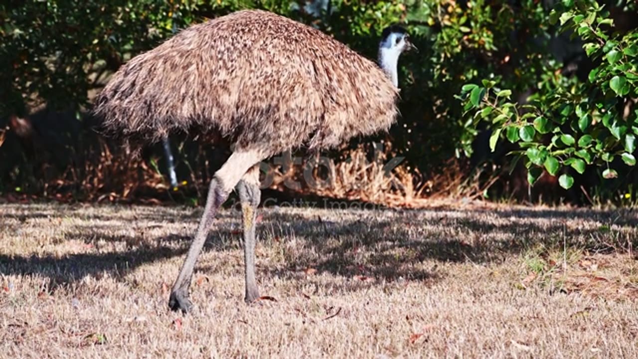 These beautiful ostriches of huge size are roaming in the green nature of the forest