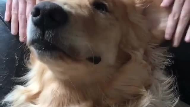 Golden Retriever Chills Out During Head Massage