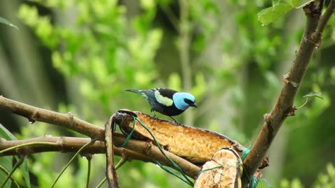 dove-bird-plumage-feathers-animal