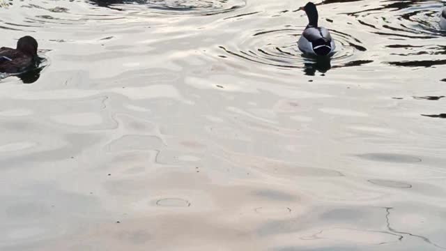 Ducks in the weekend morning.