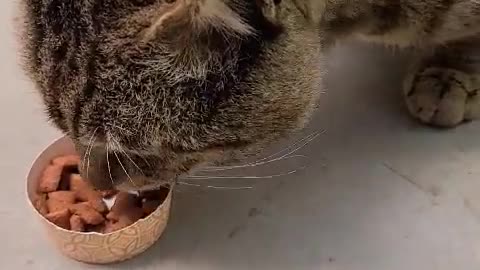 Cute cat is eating snacks