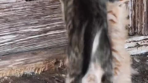 Funny and Cute Cats Videos #395