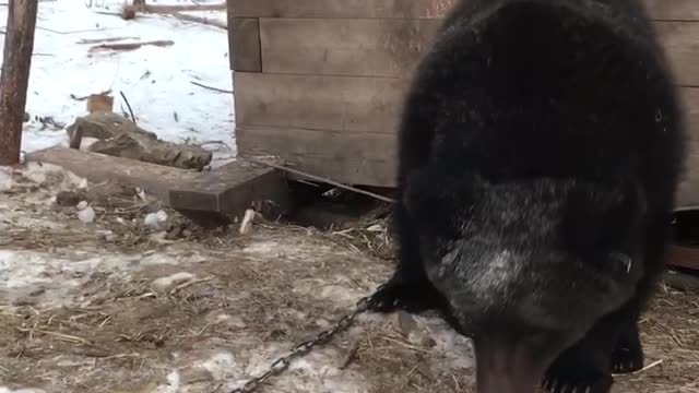 A Guy, a Bear and a Box