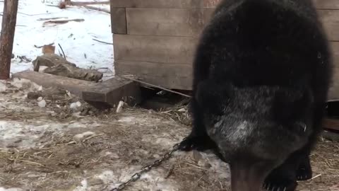 A Guy, a Bear and a Box