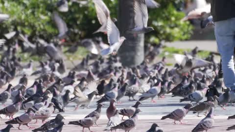 very beautiful and adorable birds